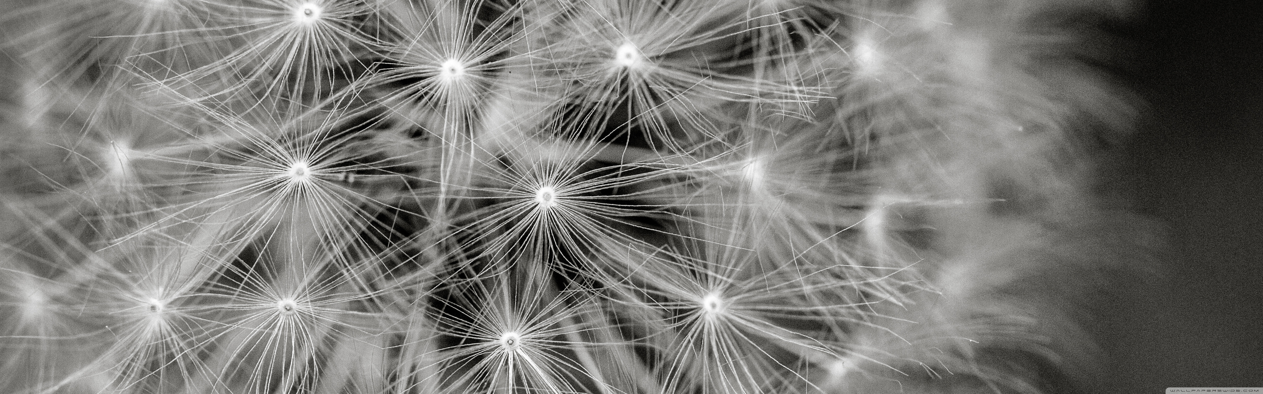Картина Одуванчик - HD Wallpaper 