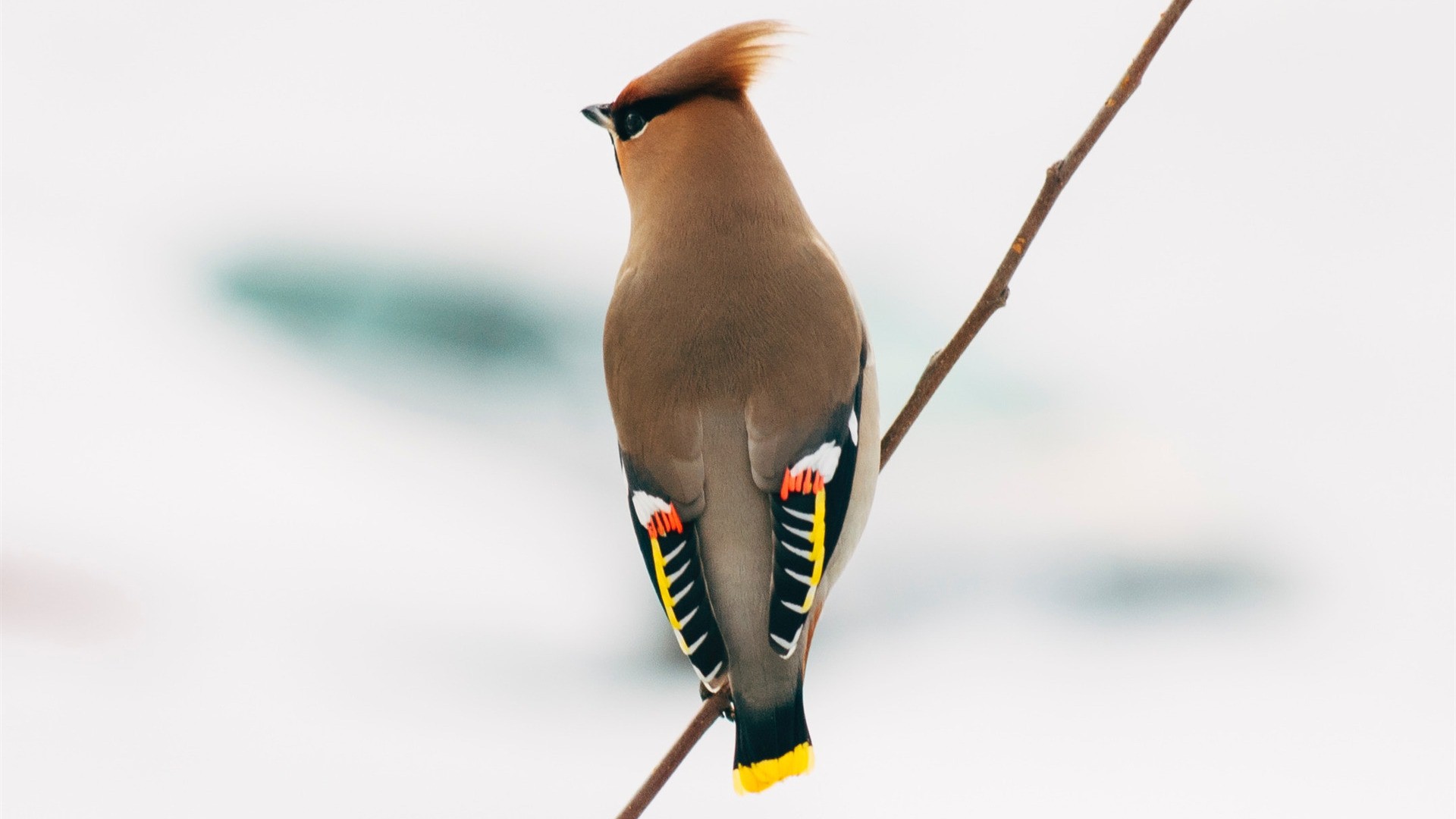 Different Brown Bird Hd Wallpaper - Different Kind Of Birds Hd - HD Wallpaper 