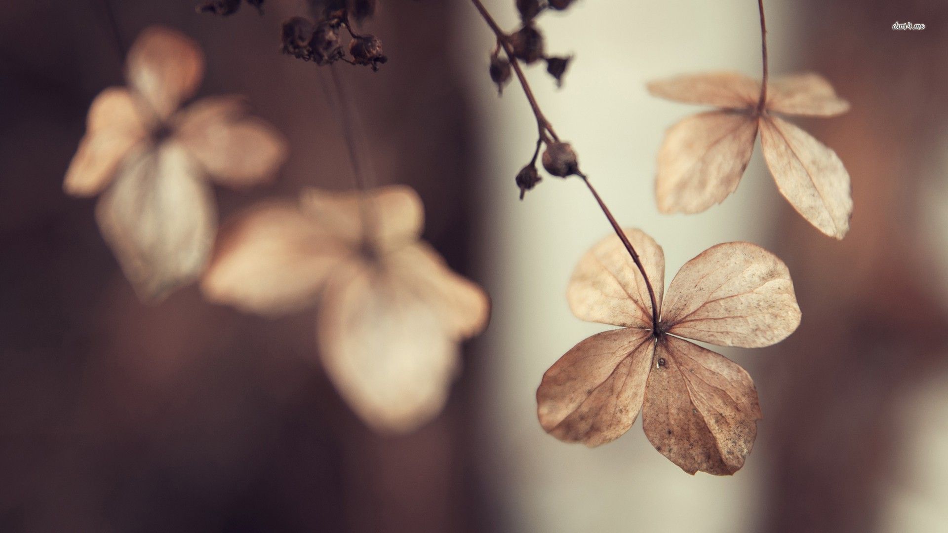 Featured image of post Dried Flower Wallpaper Hd / Looking for the best hd wallpaper pink flowers?