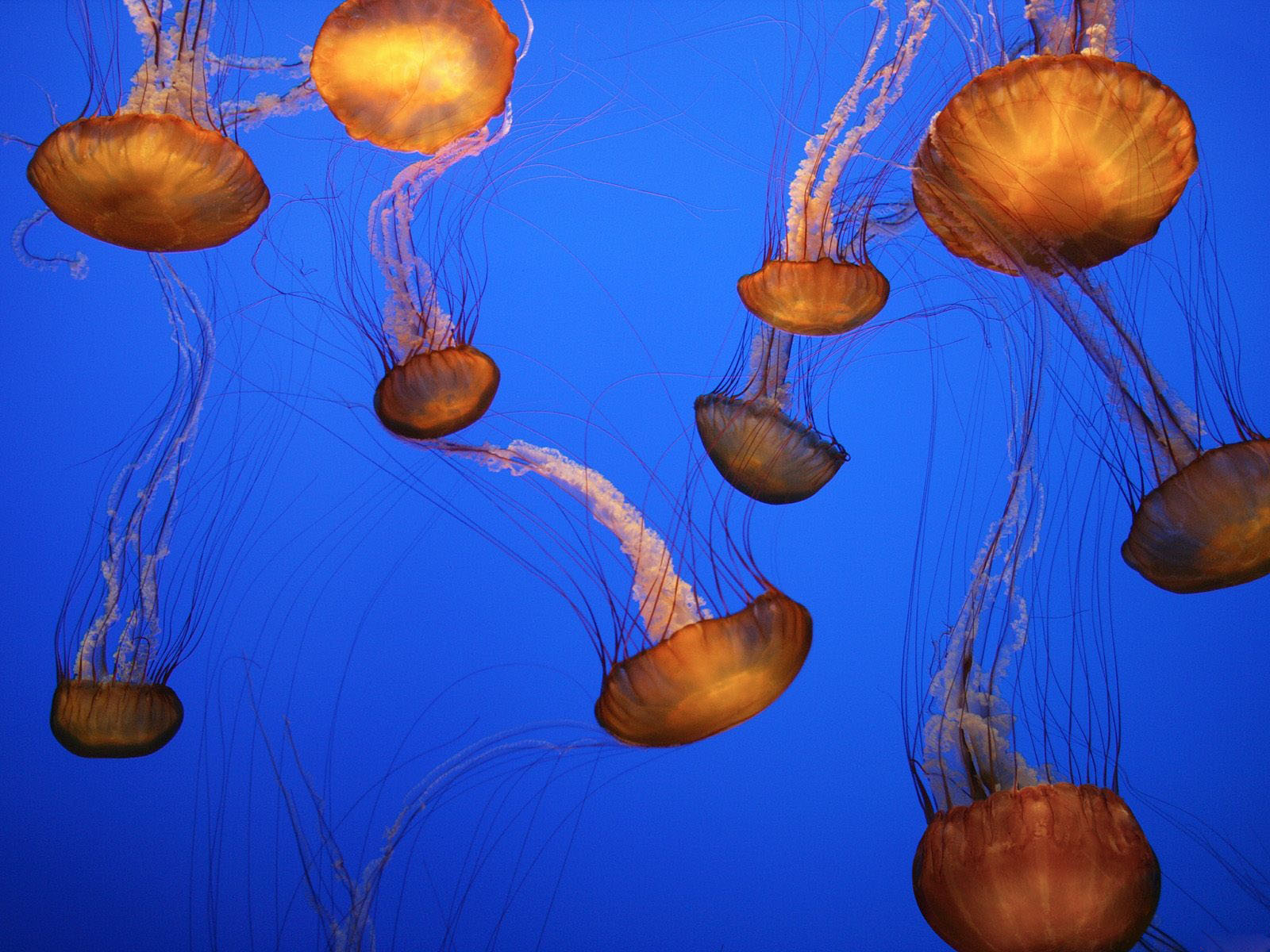 Wallpaper Pemandangan Bawah Laut - Monterey Bay Aquarium - HD Wallpaper 