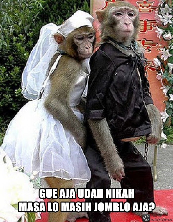 25 Meme Kelakuan Lucu Monyet Yang Bikin Ketawa Ngakak - Monkey Couple - HD Wallpaper 