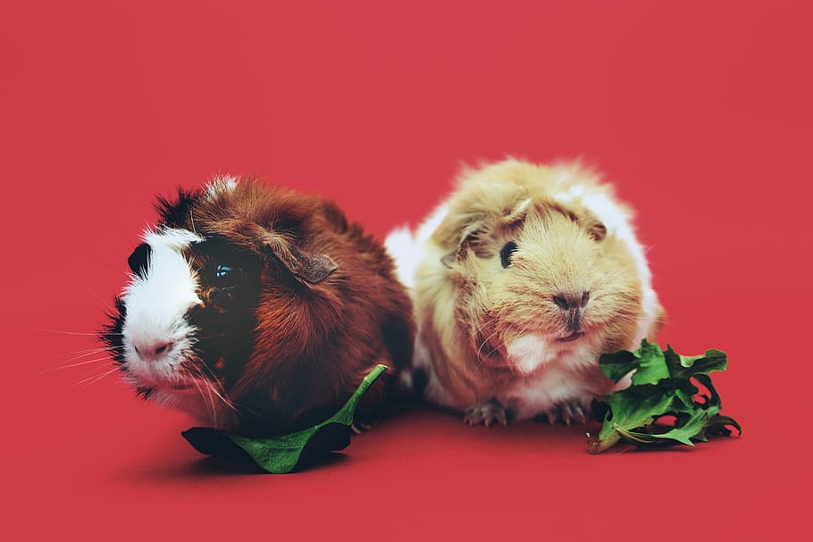 Guinea Pig - HD Wallpaper 