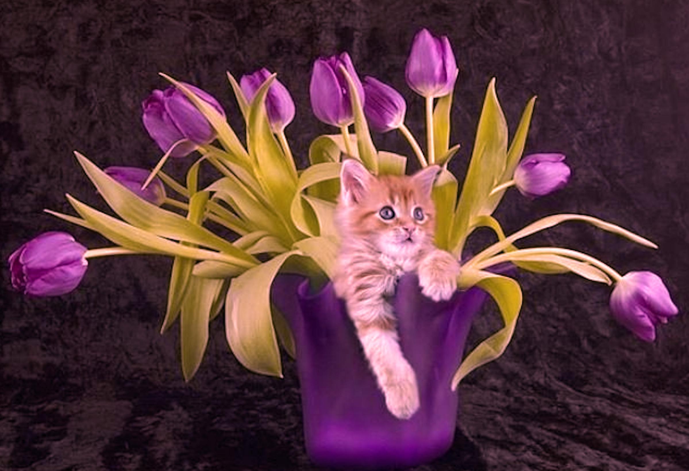 Tulip Ungu Wallpaper - Cat Flower Purple - HD Wallpaper 