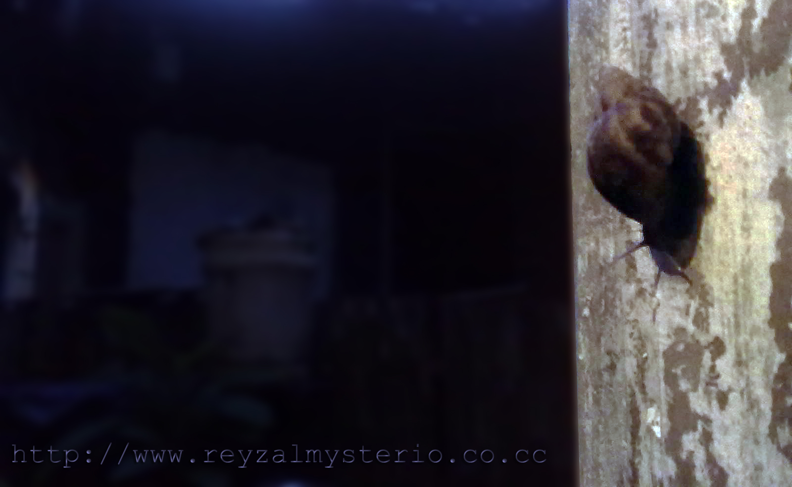 Curtain & Decoration •• - Pest - HD Wallpaper 