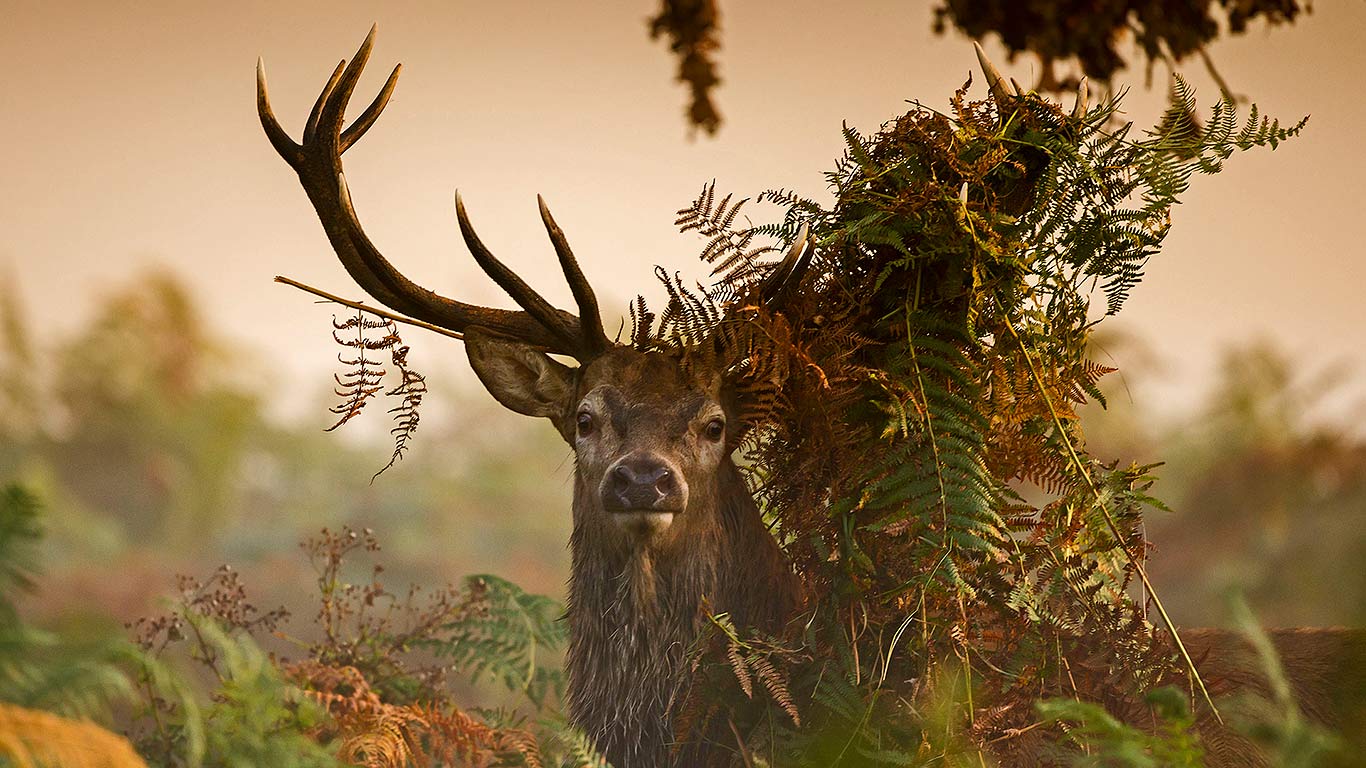 A Male Red Deer In London S Richmond Park England Richmond Park 1366x768 Wallpaper Teahub Io