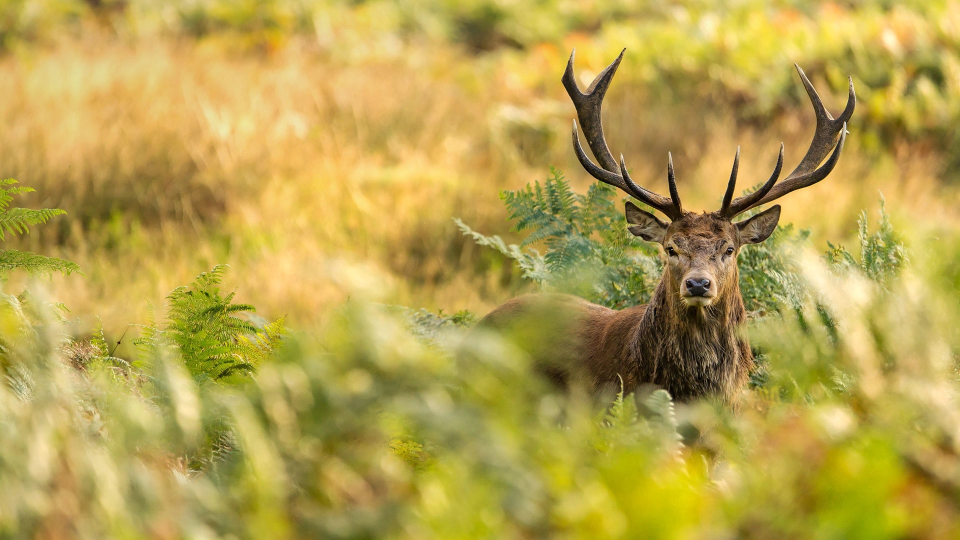 Wallpaper London, Richmond Park, Red Deer, Horns, Bushes - Red Deer In Richmond Park London - HD Wallpaper 