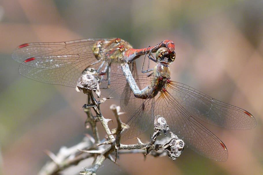 Dragonflies, Reproduction, Copulation, Dragonflies - Libélula Apareandose - HD Wallpaper 