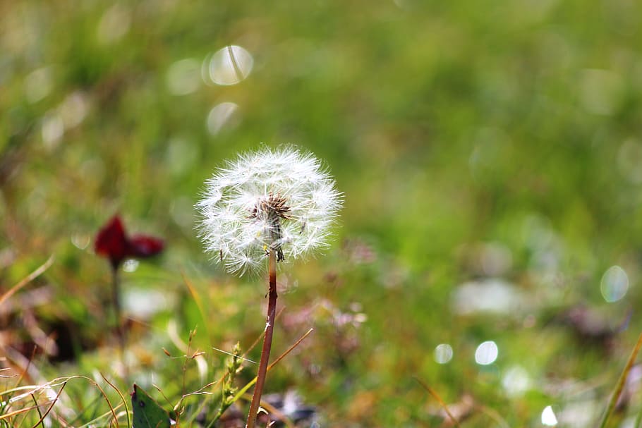 Flower, Nature, Happy, Bloom, Blossom, Biological, - Dandelion - HD Wallpaper 