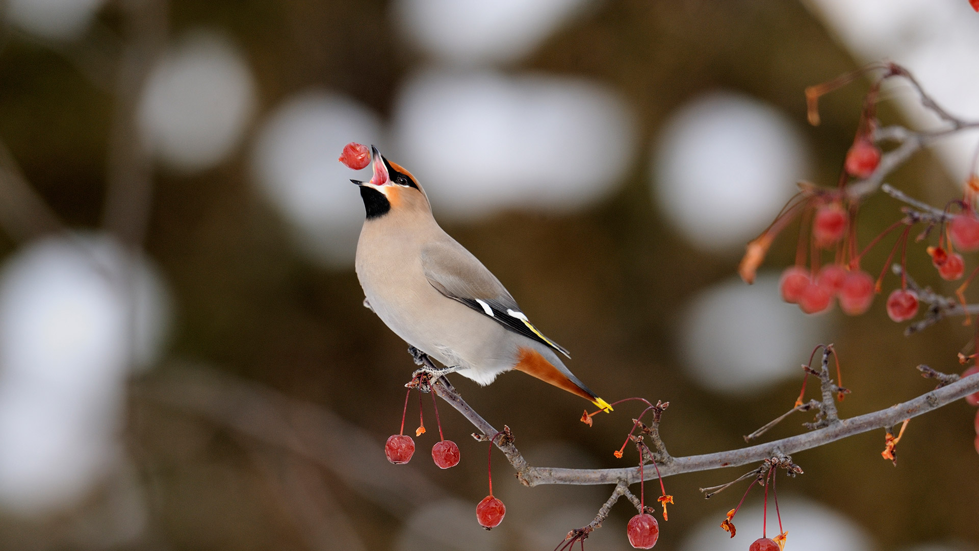 Bohemian Waxwing - HD Wallpaper 