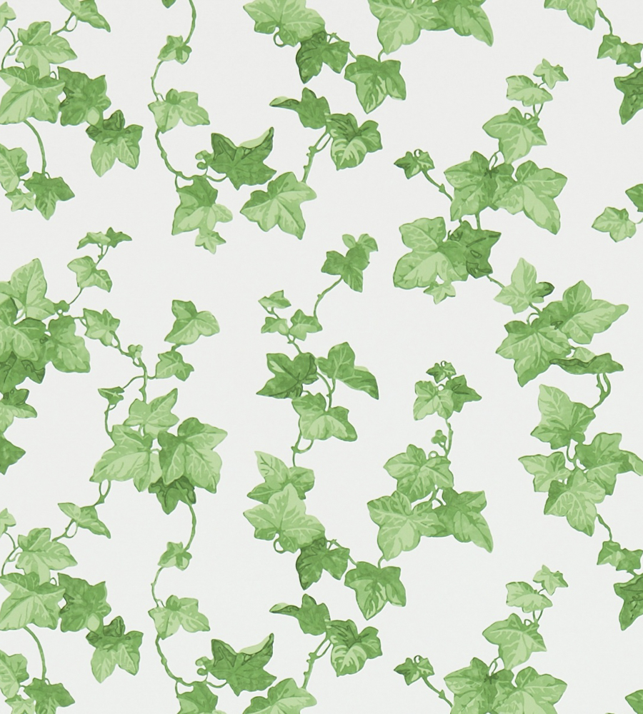 Ivy Wall Paper - HD Wallpaper 
