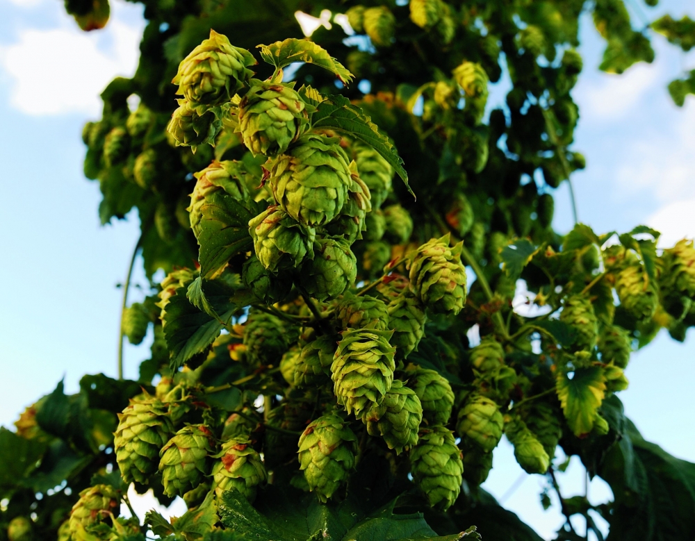 Hops, Close-up, Leaves, Tree, Branches - Hops Wallpaper Iphone - HD Wallpaper 