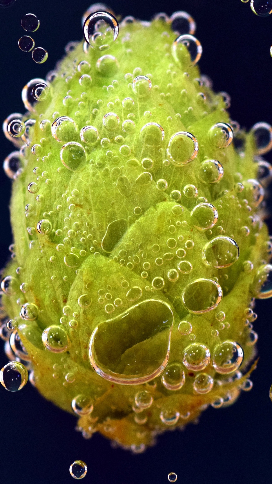 Wallpaper Hops, Drops, Closeup - Hops Desktop Background - HD Wallpaper 