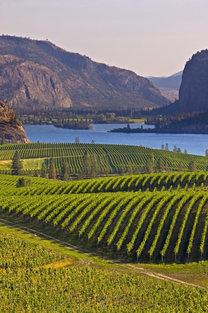 Photo Grapevines Vaseux Lake British Columbia Canada - Okanagan - HD Wallpaper 