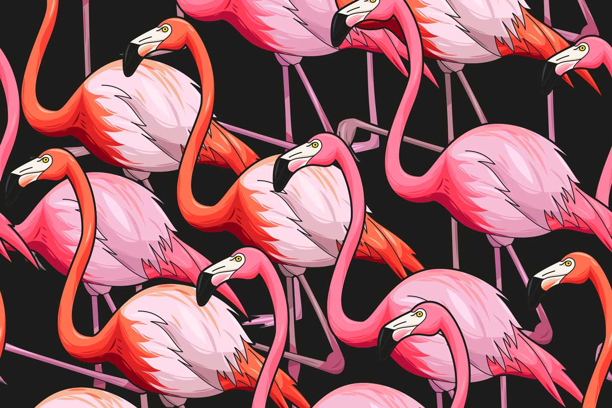 Flamingo - HD Wallpaper 