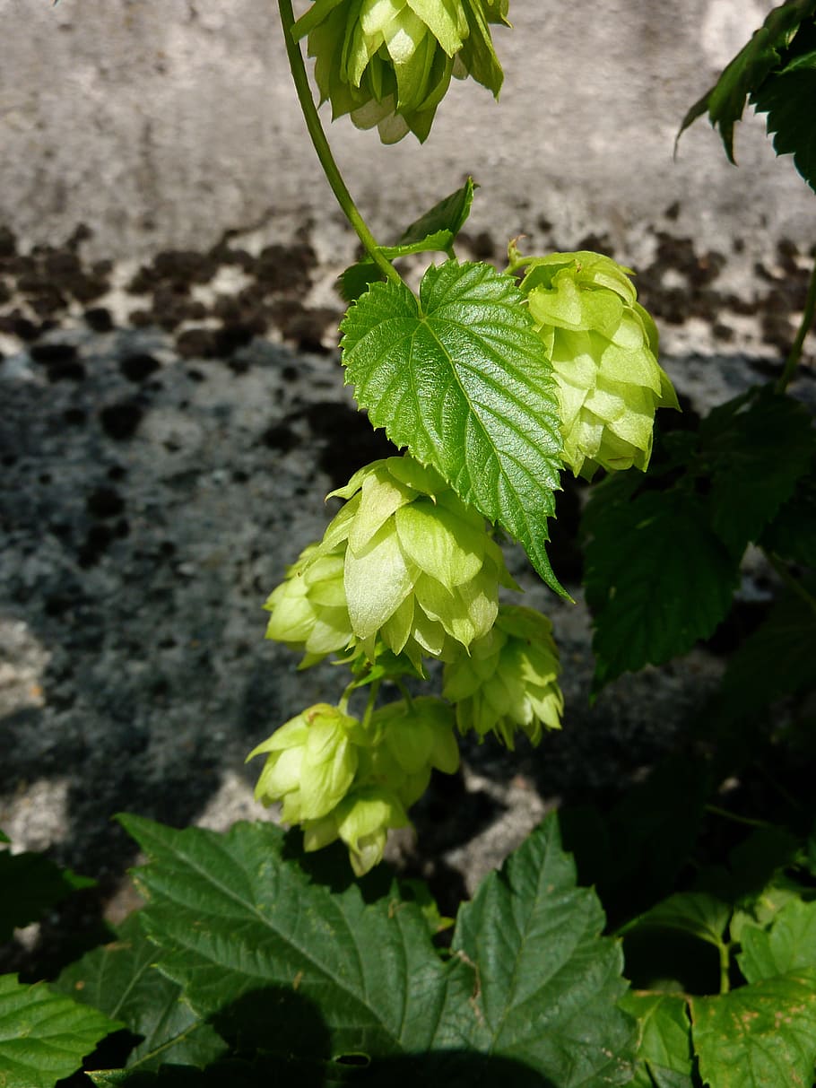 Hops, Beer, Green, Bavaria, Brew, Umbel, Plant, Hopfendolde, - Tree - HD Wallpaper 