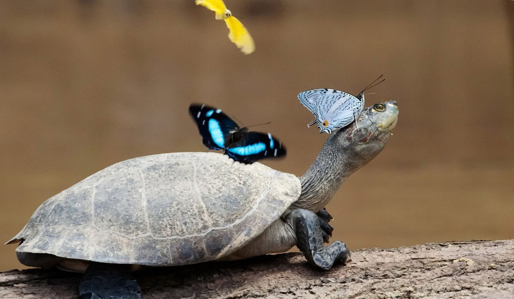 Turtle With Butterfly - HD Wallpaper 