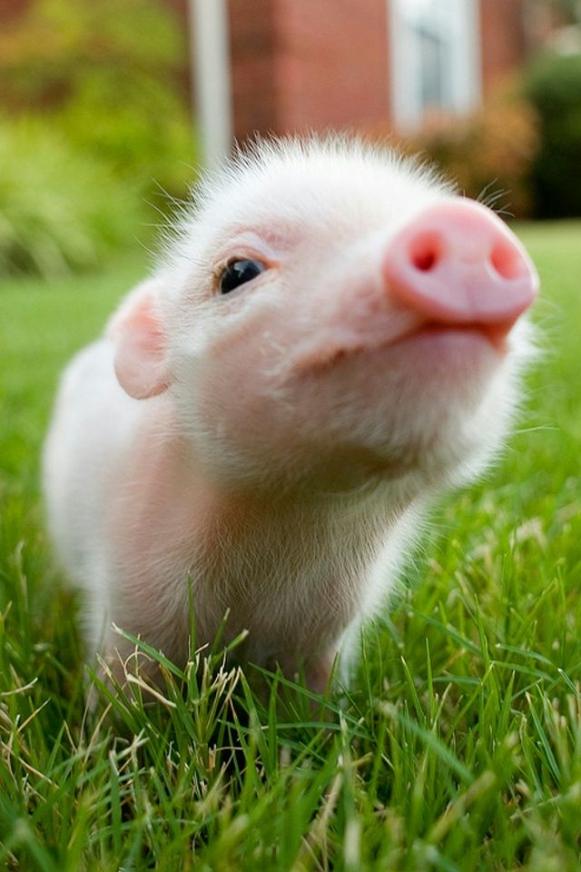 Cute Baby Pig - HD Wallpaper 
