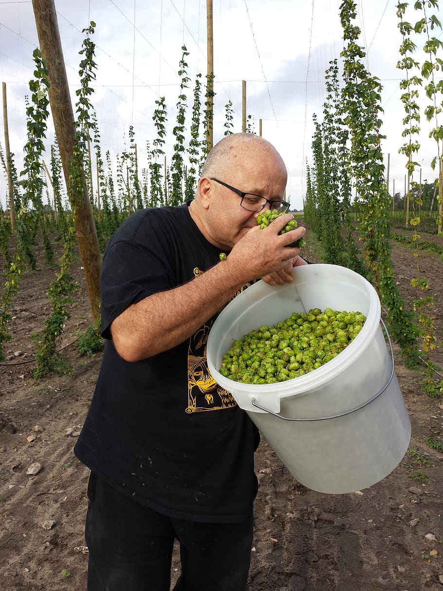 Fresh Hops, Craft Brewing, Local Beer, Draft, Handcrafted, - Common Hop - HD Wallpaper 