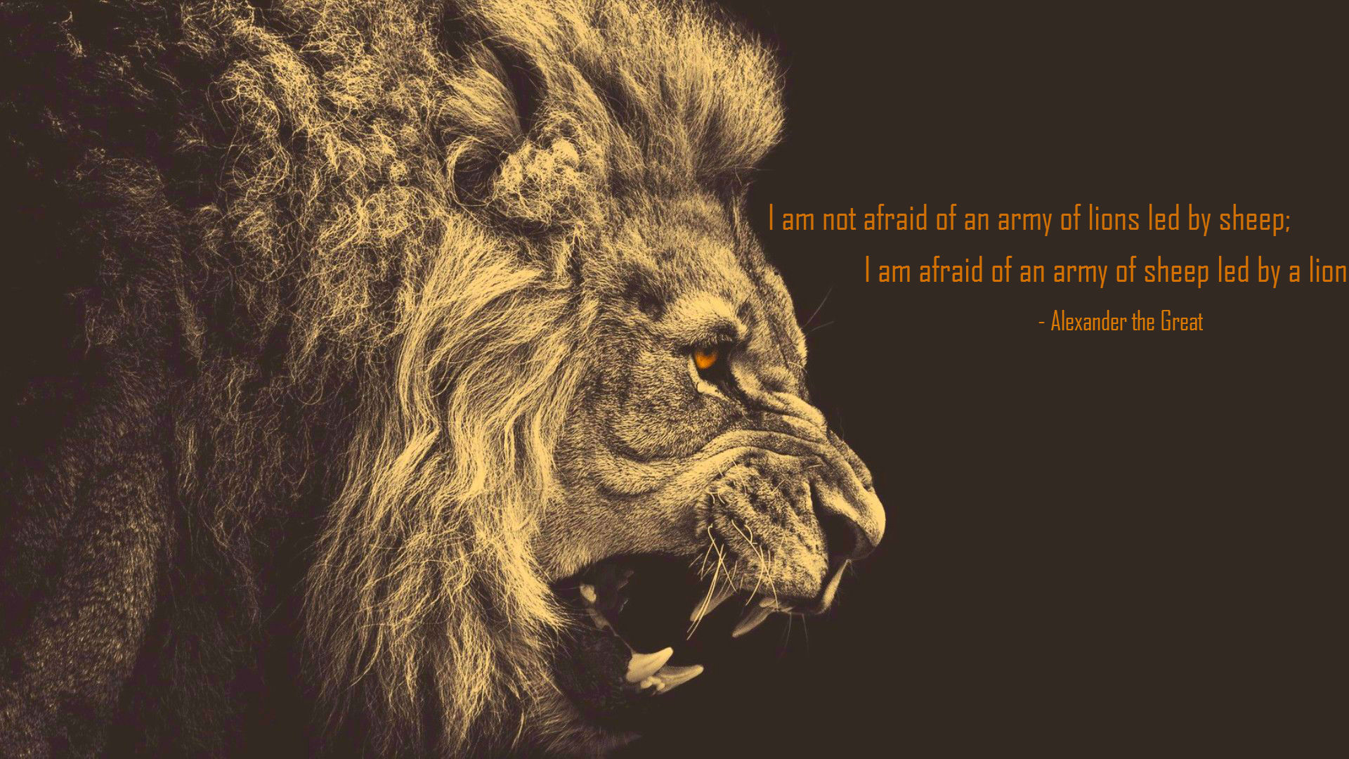 I M Not Afraid Of An Army Of Lions - HD Wallpaper 