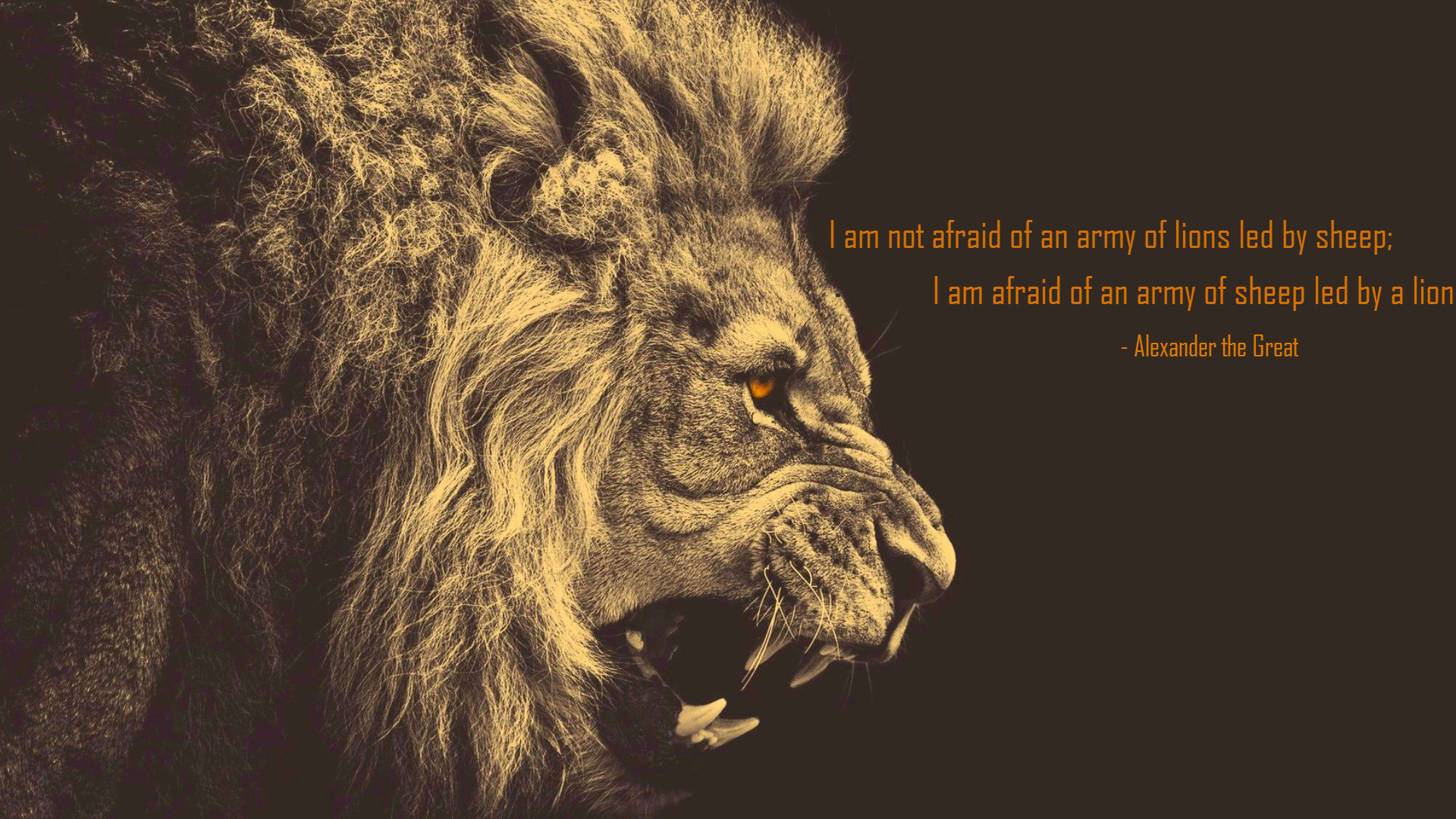 I M Not Afraid Of An Army Of Lions - HD Wallpaper 