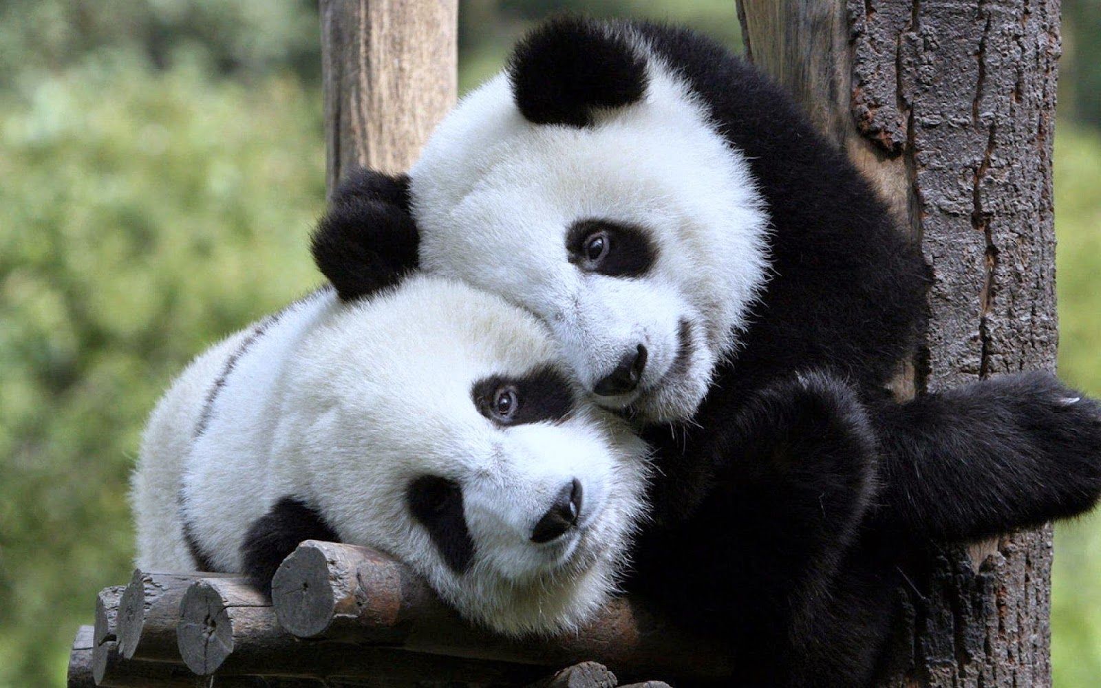 Male And Female Panda - HD Wallpaper 