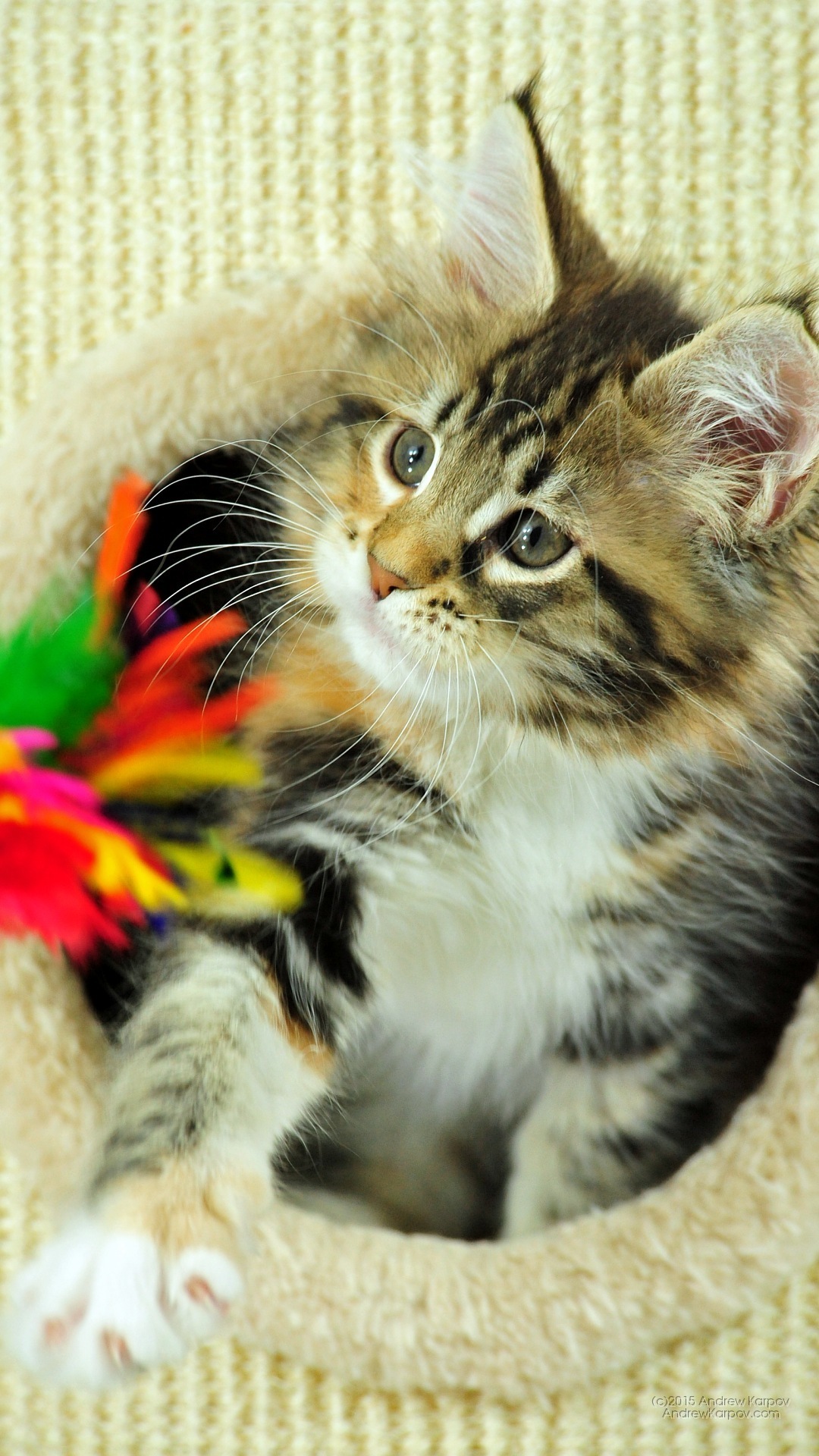 Iphone 6s Plus - Wallpaper - HD Wallpaper 