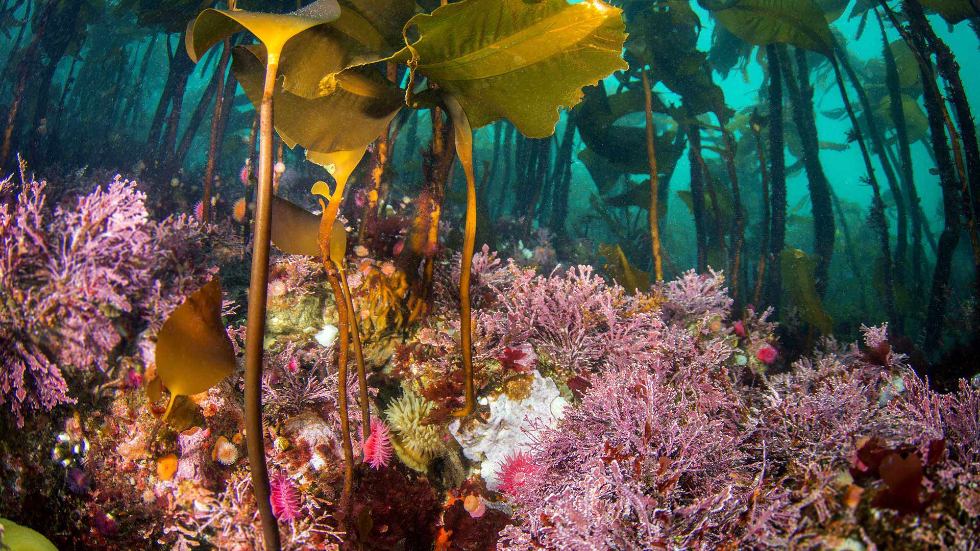 Underwater Bc - HD Wallpaper 