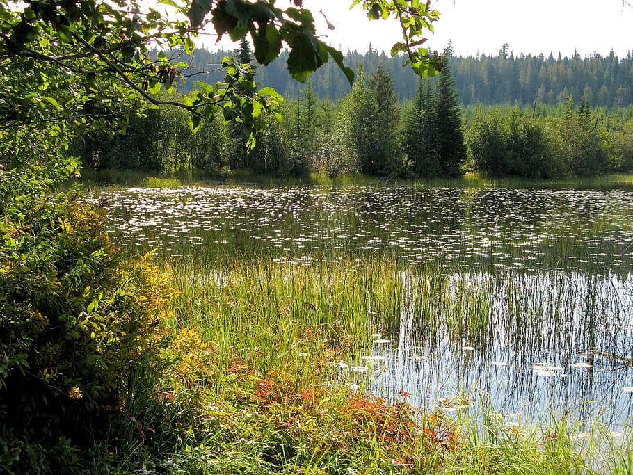 Wilderness, Lake Shore, Scenic, Outdoor, Bc, British - Fish Pond - HD Wallpaper 