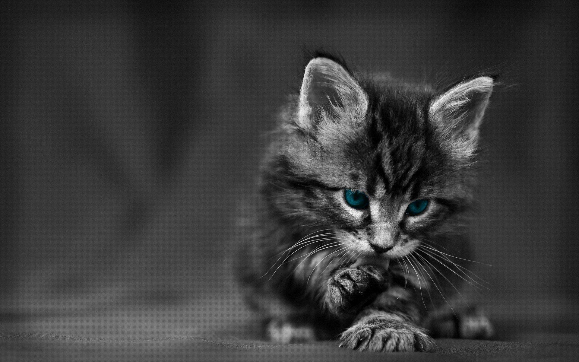 Pure Tenderness Kitten - Best Photography Of Cats - HD Wallpaper 