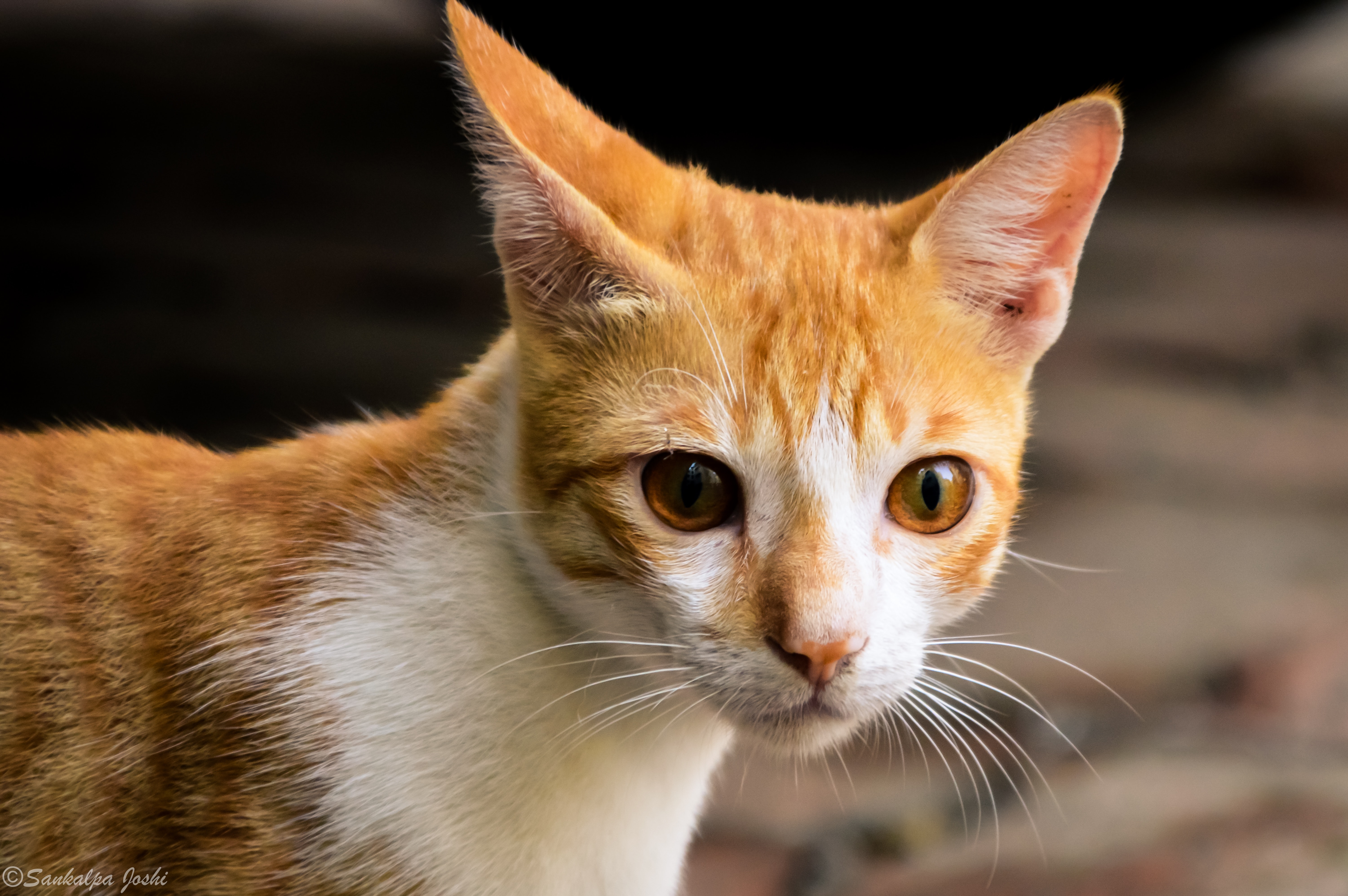 Domestic Short-haired Cat - HD Wallpaper 