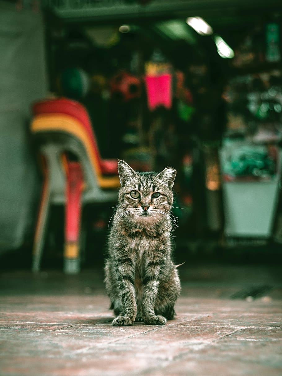 Бездомных Животных - HD Wallpaper 