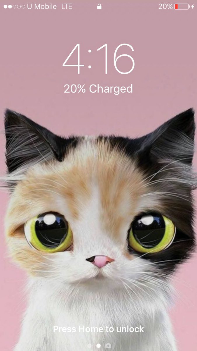 แมว รูป วอลเปเปอร์ - HD Wallpaper 