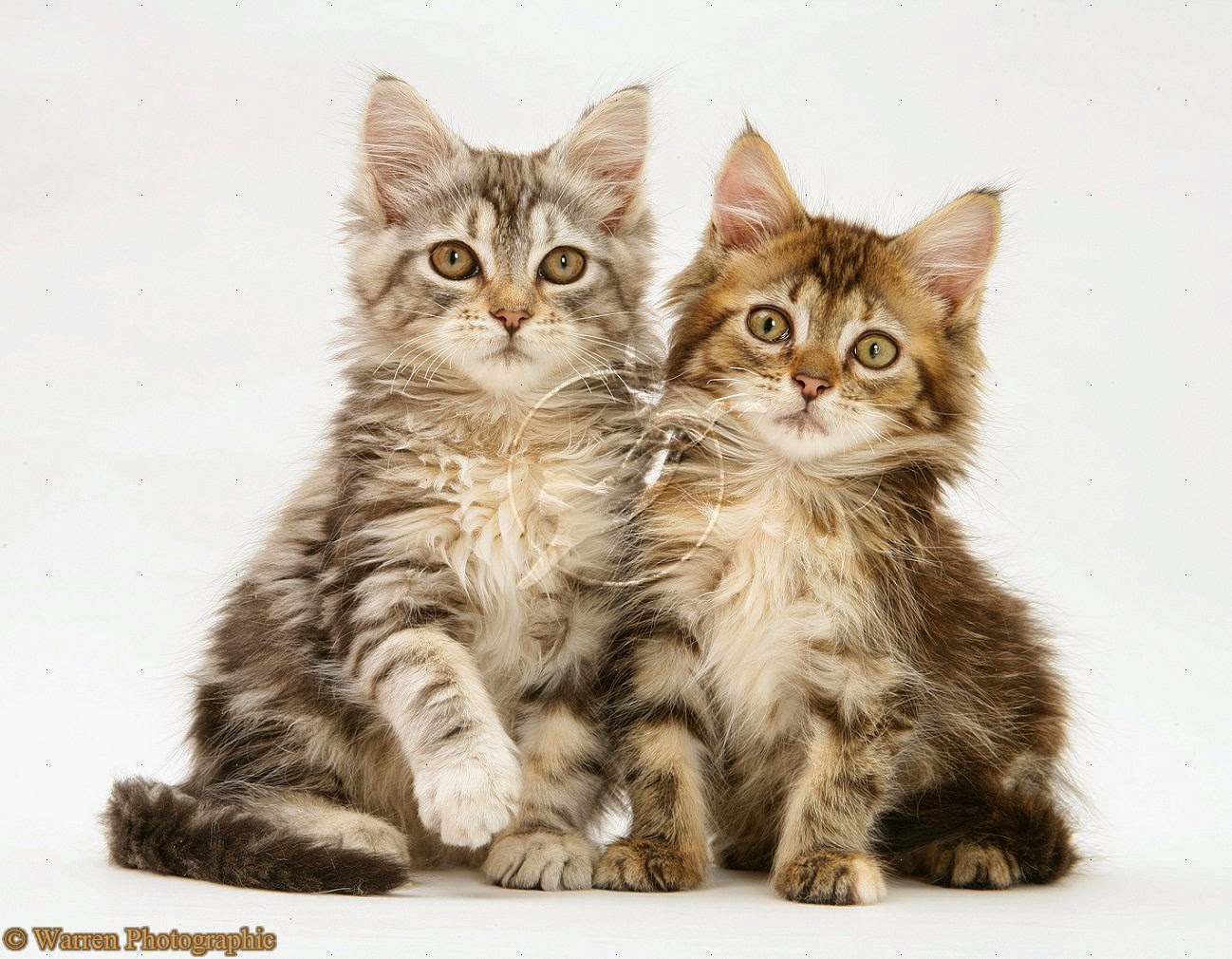 771 Wallpaper Kucing Yang Lucu Dan Imut Images Pictur - vrogue.co