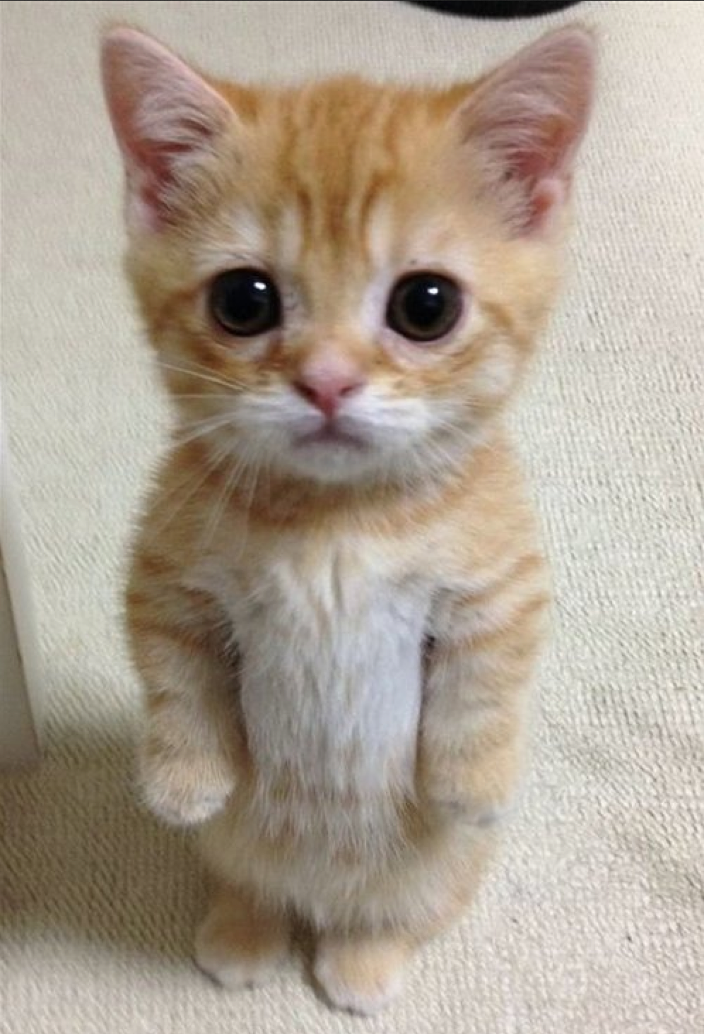 Most Adorable Kittens - HD Wallpaper 
