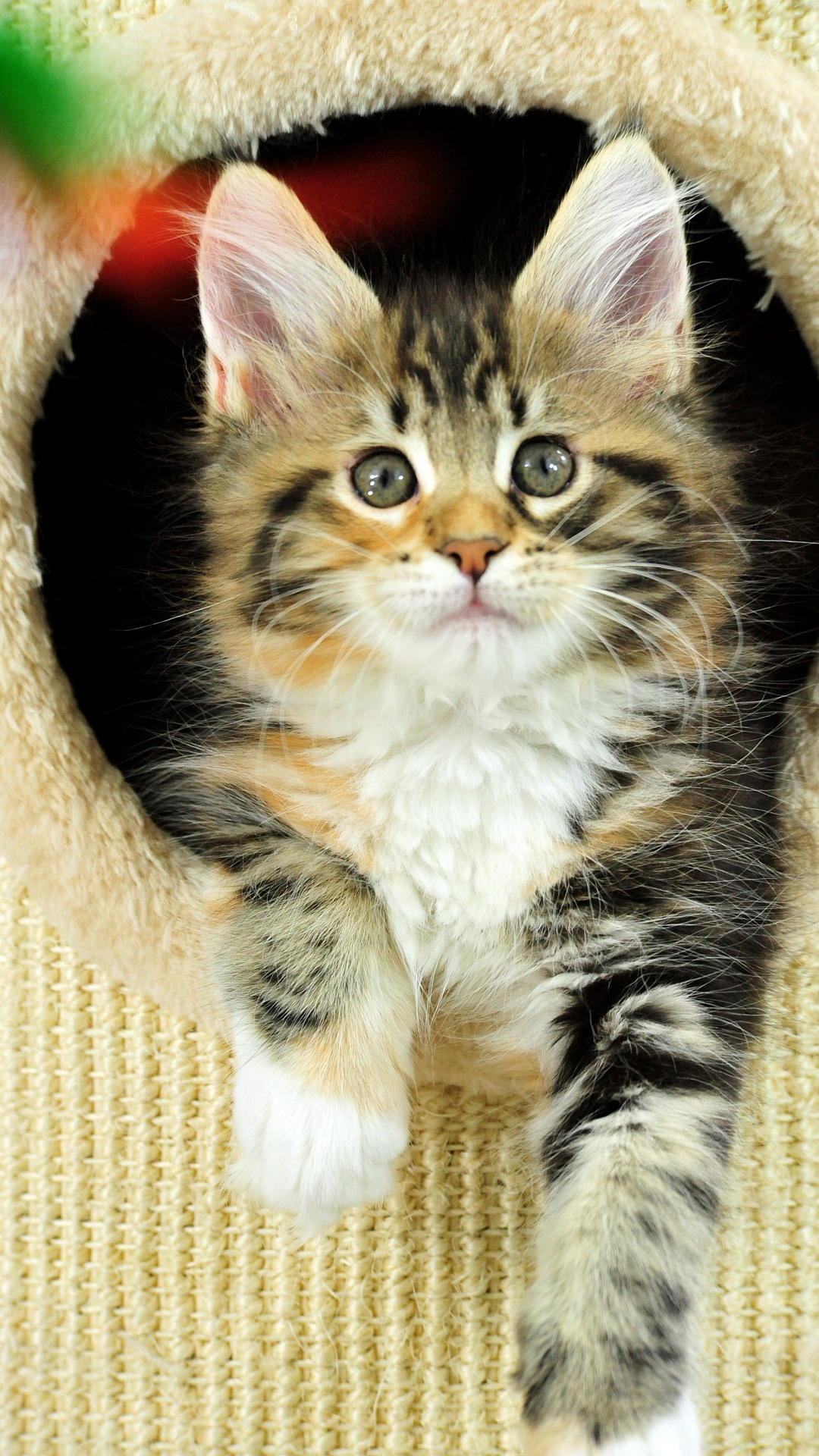 Denda Kertas Dinding Percuma Muat Turun Untuk Desktop - Tapety Na Samsung J3 - HD Wallpaper 