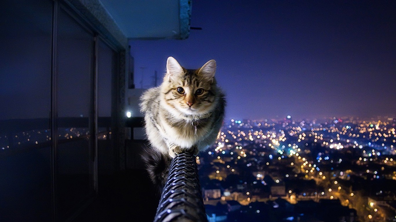 Fearless Cat - HD Wallpaper 