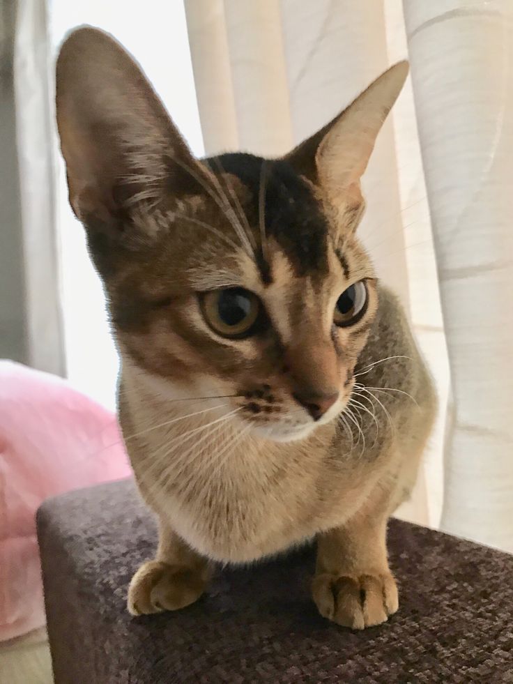 Wallpaper Iphone Cartoon - Domestic Short-haired Cat - HD Wallpaper 