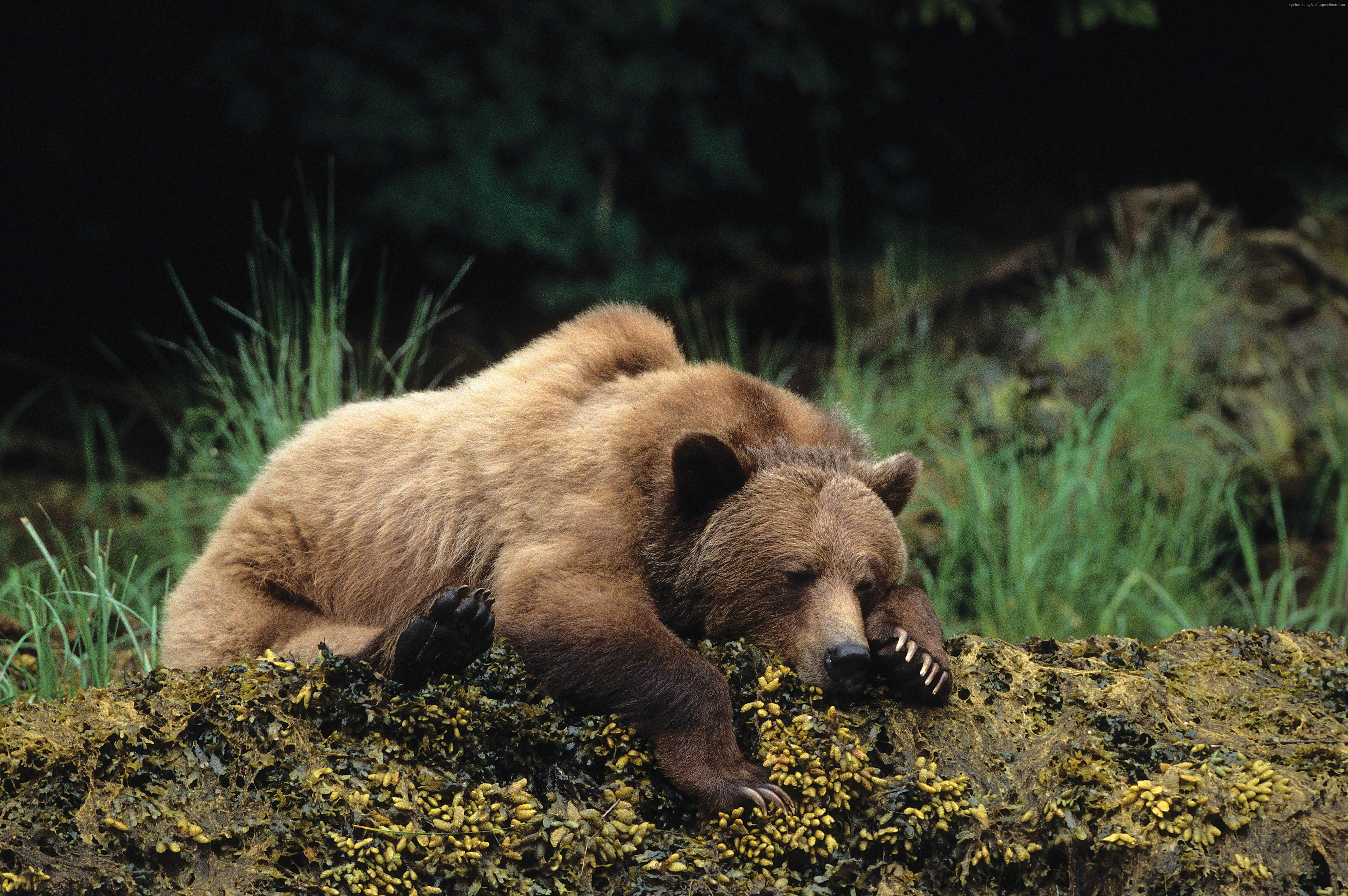 Baby Bear Lying Down - HD Wallpaper 