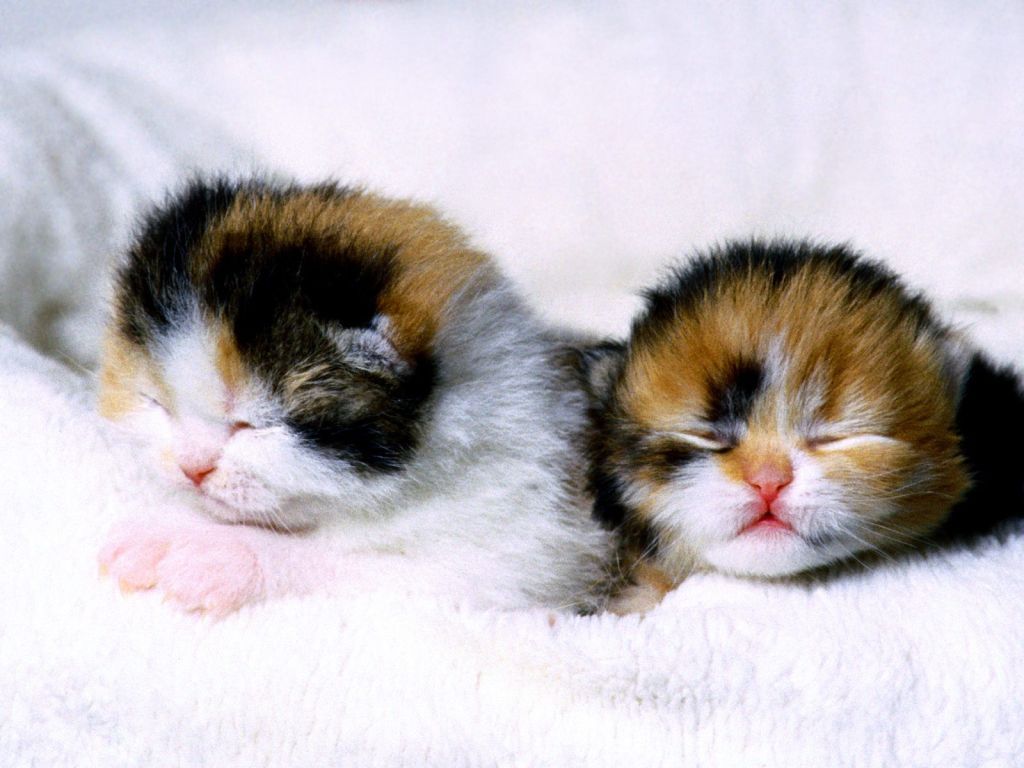 Sleeping - Calico Cat Newborn Kittens - HD Wallpaper 