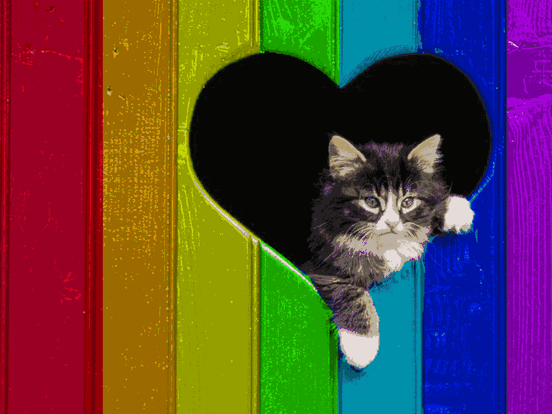 Cat With Rainbow Flag - HD Wallpaper 