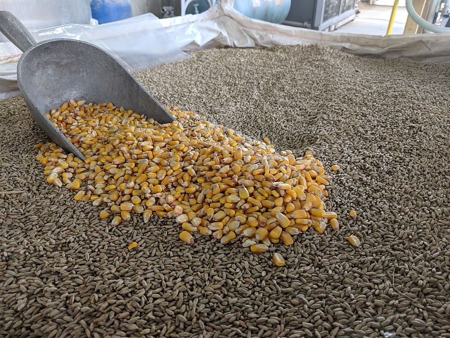 Corn, Grain, Hops, Barley, Scoop, Feed, Animal Feed, - HD Wallpaper 