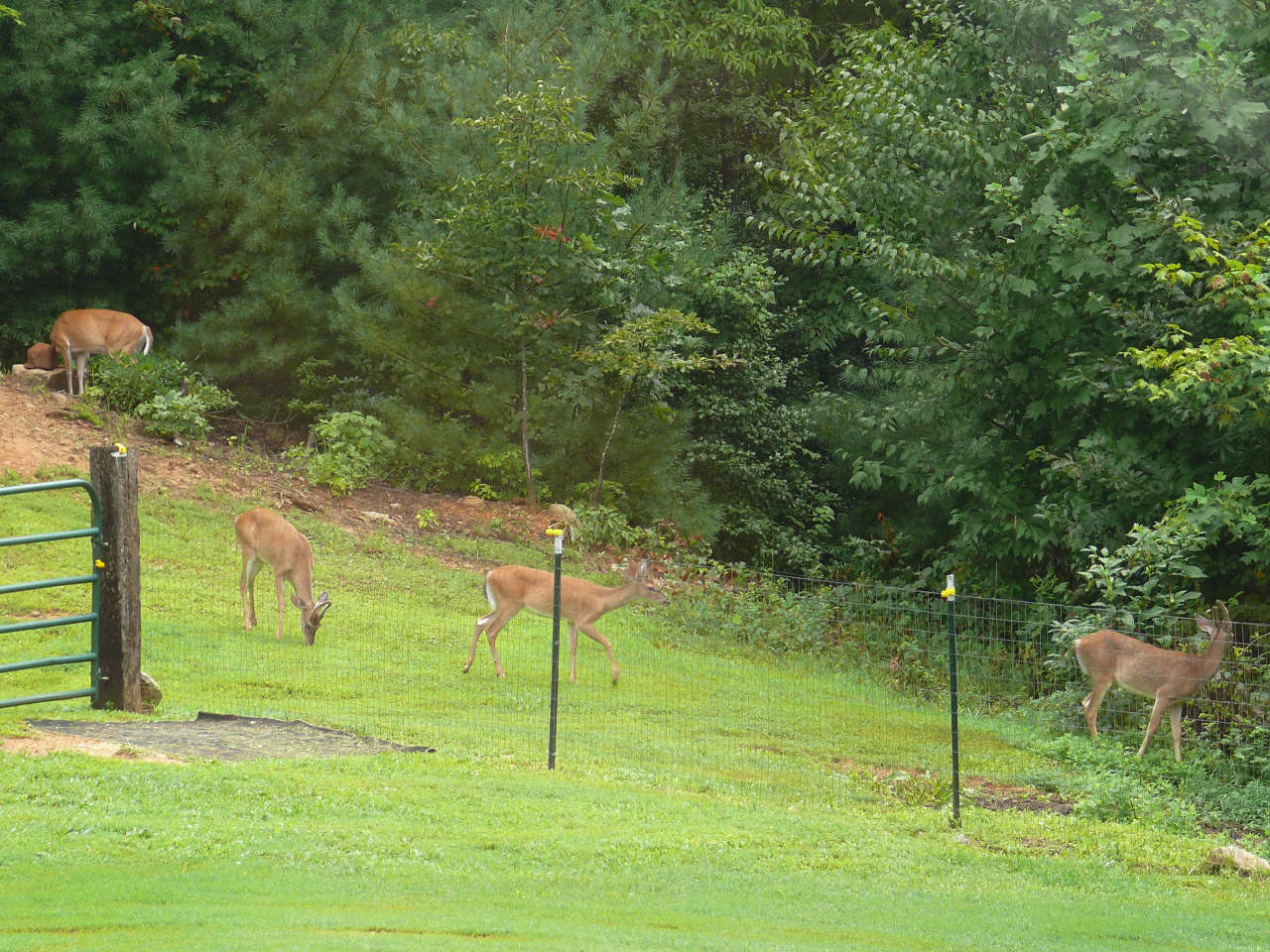 White-tailed Deer - HD Wallpaper 