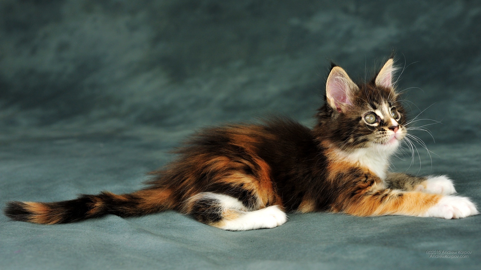 Iphone 6s Plus - Domestic Long-haired Cat - HD Wallpaper 