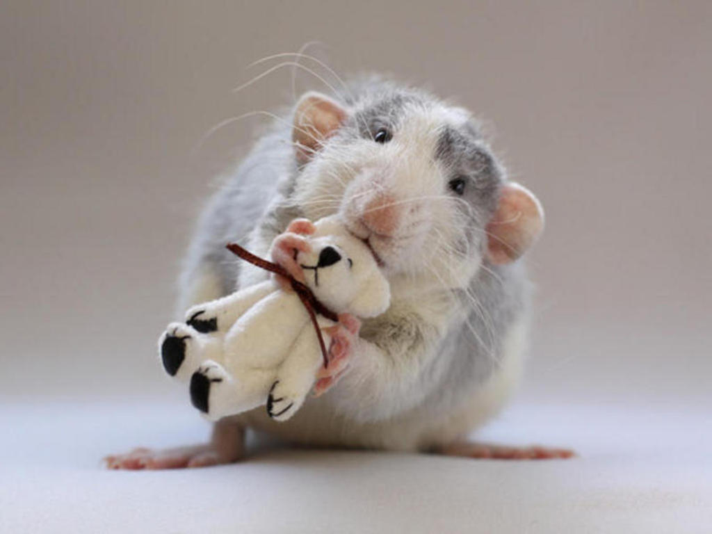 Top Pretty Rat Wallpapers, Px For Desktop - Dumbo Rat With Teddy Bear - HD Wallpaper 