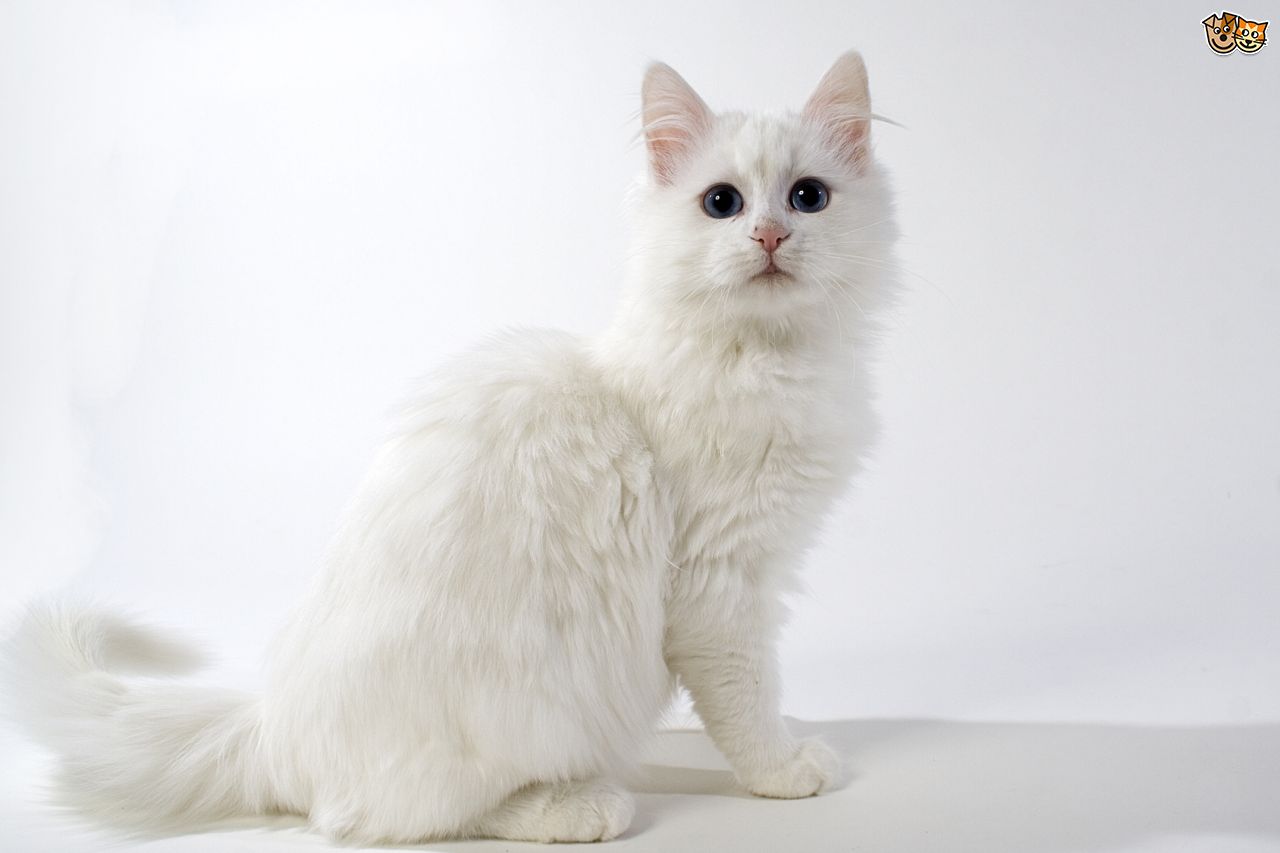 Turkish Van Cat White - HD Wallpaper 