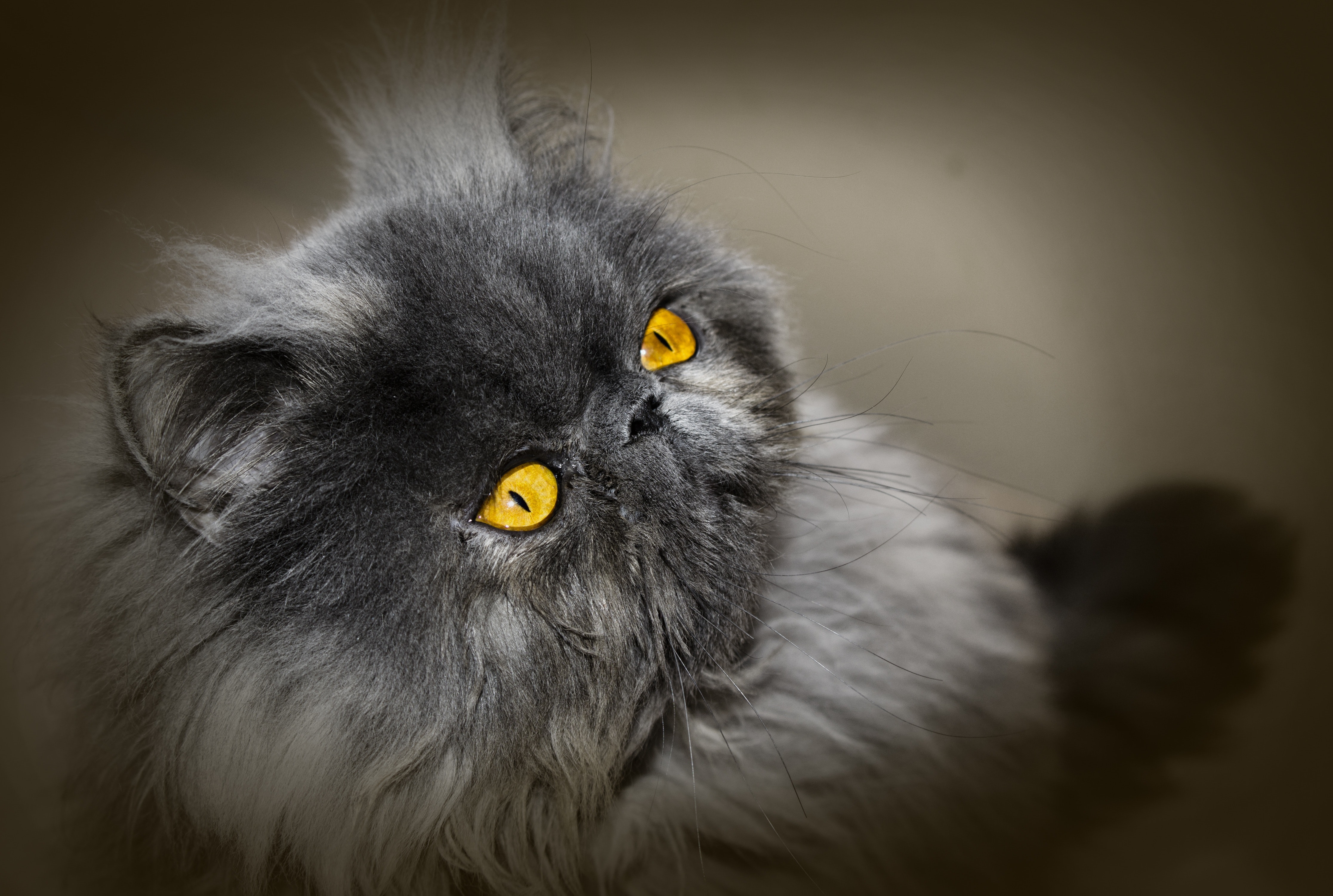 Persian Cat - HD Wallpaper 