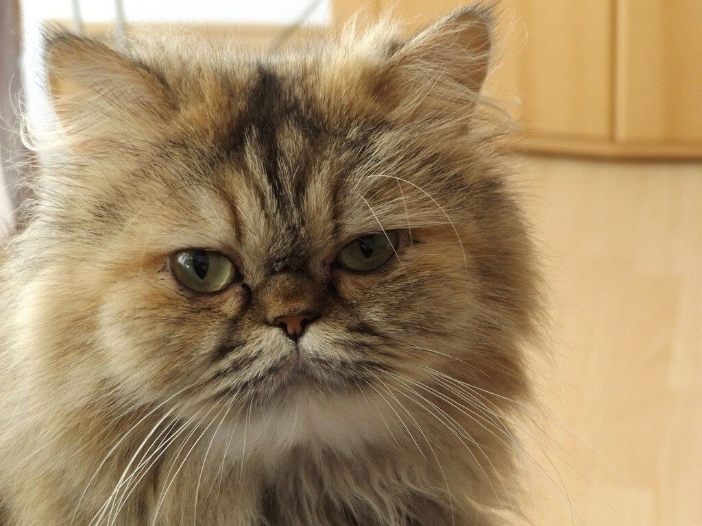 Wajah Kucing Persia - اجمل قطة في العالم - HD Wallpaper 