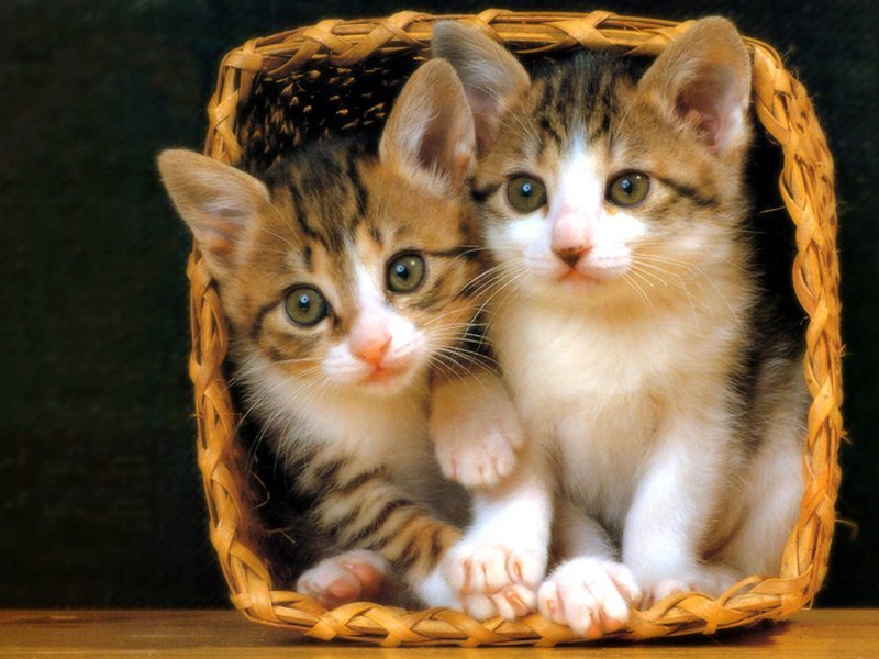 Dp Of Cute Cats - HD Wallpaper 