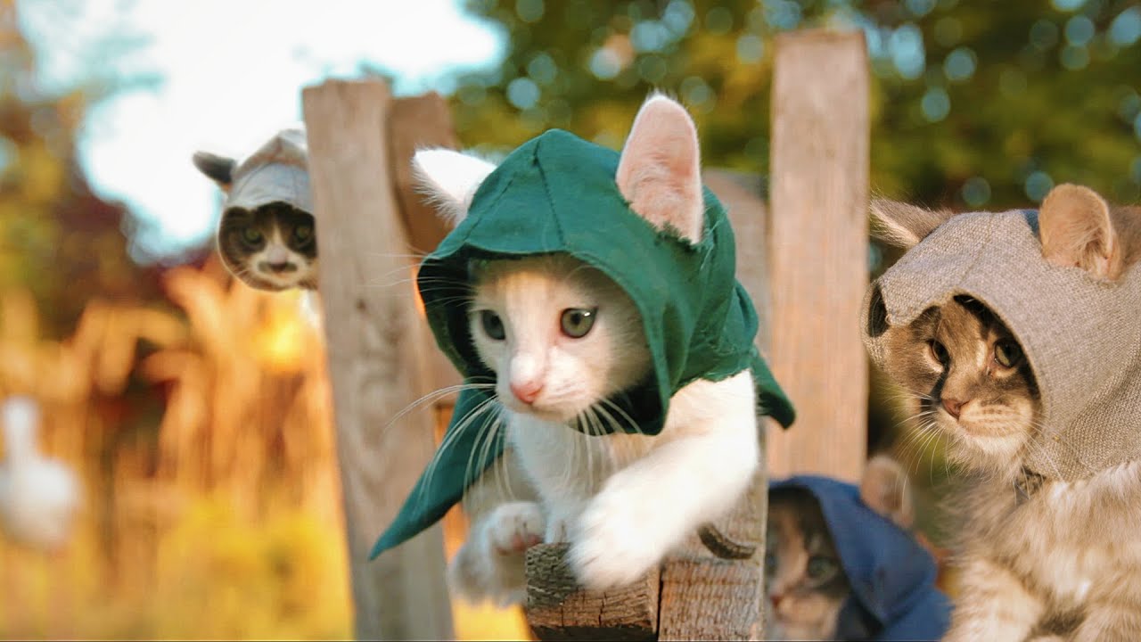 Assassin Kittens - HD Wallpaper 