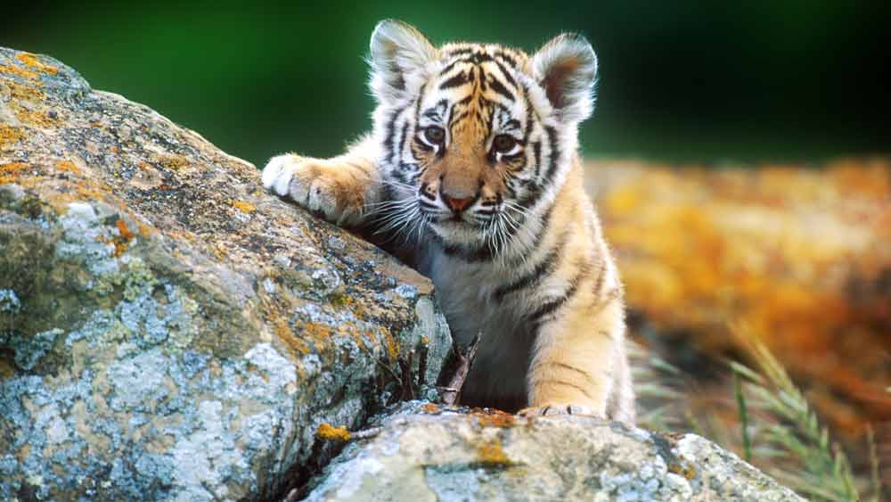 Anak Harimau Lucu Di Atas Batu - Full Screen Wallpaper Tigers - HD Wallpaper 